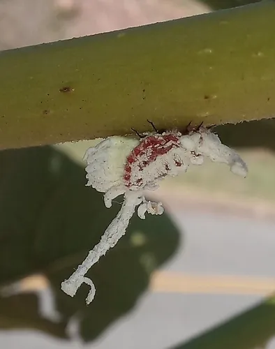Crypticerya zeteki