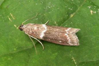 Cryptoblabes bistriga - photo 2