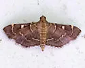 Cryptobotys zoilusalis - Hodges#5282 - photo 2