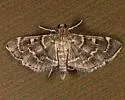 Cryptobotys zoilusalis - Hodges#5282 - photo 3