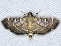 Cryptobotys zoilusalis - Hodges#5282 - photo 4