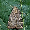 Catocaline Dart - Hodges#11012 - Cryptocala acadiensis