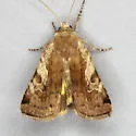 Catocaline Dart - Hodges#11012 - photo 2