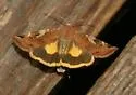 Catocaline Dart - Hodges#11012 - photo 3