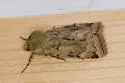 Catocaline Dart - Hodges#11012 - photo 4