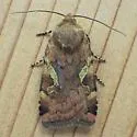 Catocaline Dart - Hodges#11012 - photo 5