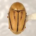 Cryptocephalus albicans