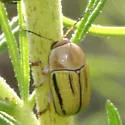 Cryptocephalus albicans - photo 2