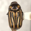 Cryptocephalus alternans