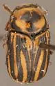 Cryptocephalus alternans - photo 2