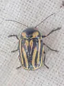 Cryptocephalus alternans - photo 4