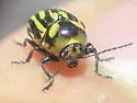 Cryptocephalus alternans - photo 5