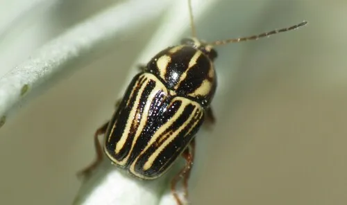 Cryptocephalus amatus