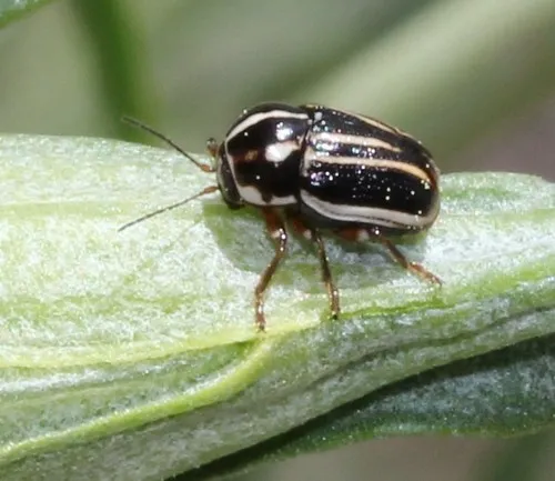 Cryptocephalus amatus - photo 2
