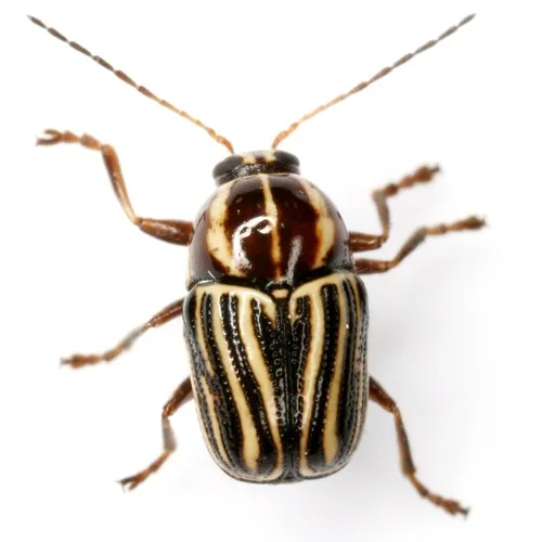 Cryptocephalus amatus - photo 3