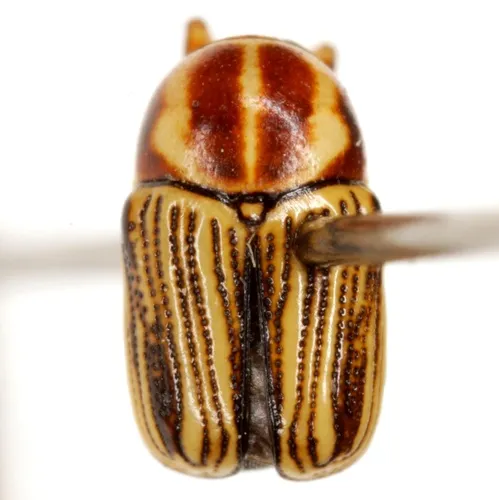 Cryptocephalus amatus - photo 4