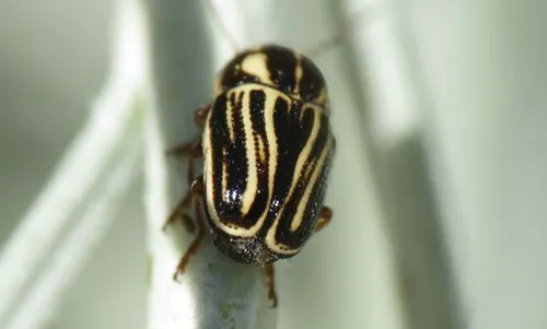Cryptocephalus amatus - photo 5