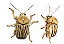 Cryptocephalus andrewsi