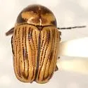 Cryptocephalus andrewsi - photo 2