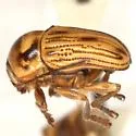 Cryptocephalus andrewsi - photo 3