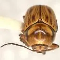 Cryptocephalus andrewsi - photo 4