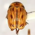 Cryptocephalus andrewsi - photo 5