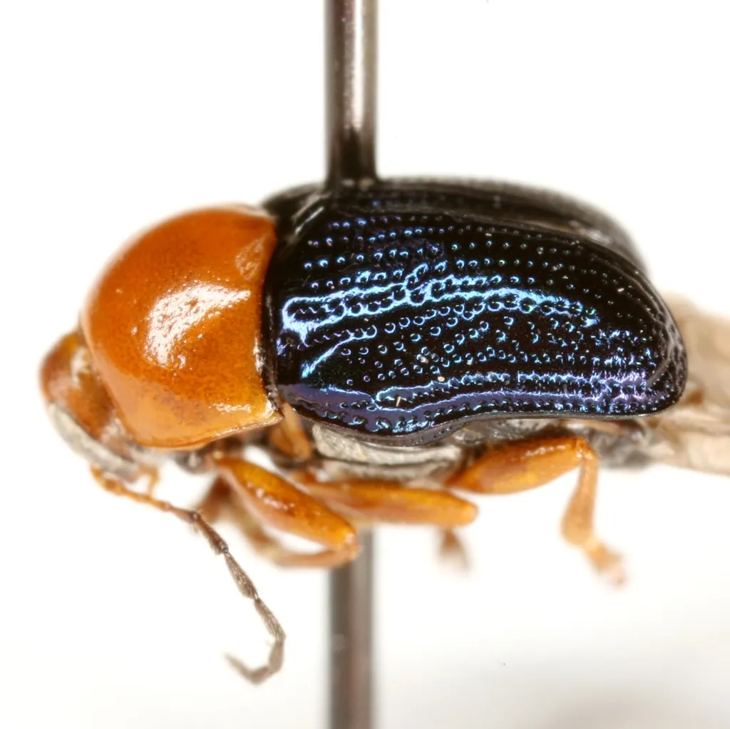 Cryptocephalus arizonensis - photo 2