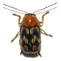 Cryptocephalus atrofasciatus