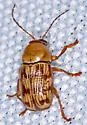 Cryptocephalus atrofasciatus - photo 2