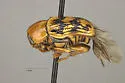 Cryptocephalus atrofasciatus - photo 3