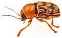 Cryptocephalus atrofasciatus - photo 5