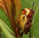Cryptocephalus aulicus - Cryptocephalus aulicus