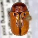 Cryptocephalus aulicus - photo 2