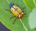 Cryptocephalus aulicus - photo 3