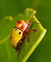 Cryptocephalus aulicus - photo 4