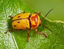 Cryptocephalus aulicus - photo 5