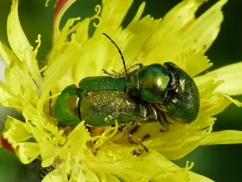 Cryptocephalus aureolus - photo 2