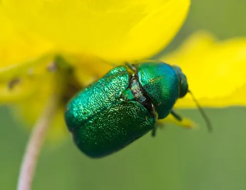 Cryptocephalus aureolus - photo 3