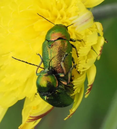 Cryptocephalus aureolus - photo 4
