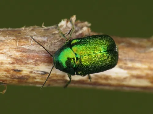 Cryptocephalus aureolus - photo 5