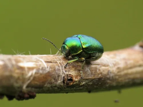 Cryptocephalus aureolus - photo 6