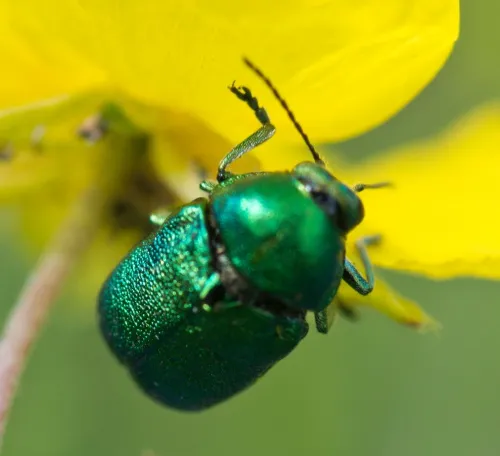 Cryptocephalus aureolus - photo 8