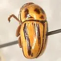 Cryptocephalus australobispinus - photo 2