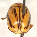 Cryptocephalus australobispinus - photo 3