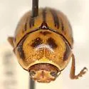 Cryptocephalus australobispinus - photo 4