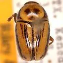Cryptocephalus australobispinus - photo 5