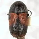 Cryptocephalus basalis - photo 2
