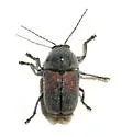 Cryptocephalus basalis - photo 3