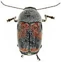 Cryptocephalus basalis - photo 4