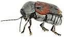 Cryptocephalus basalis - photo 5